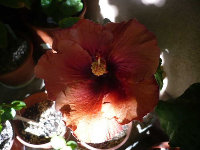 P1170958