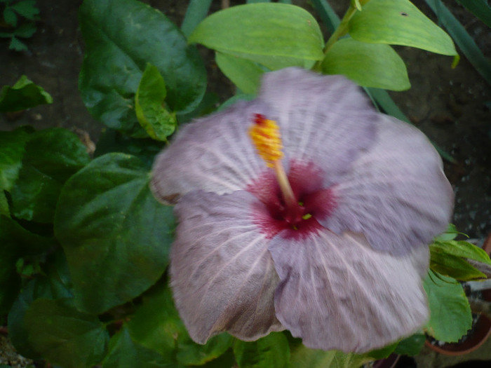 P1170962