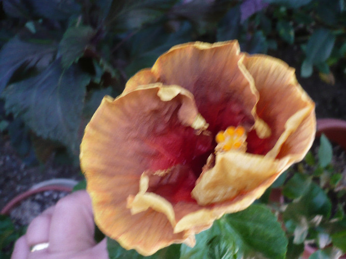 P1170964