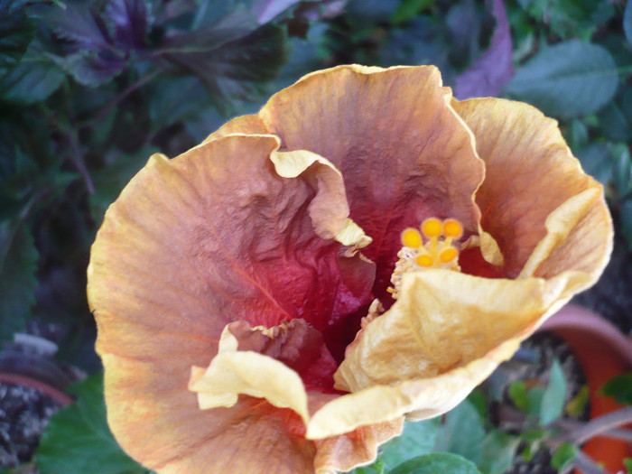P1170966