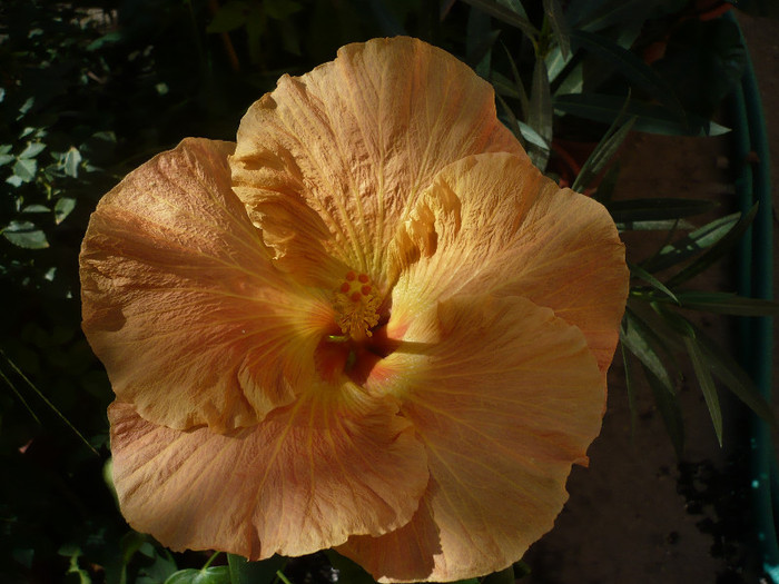 P1170971