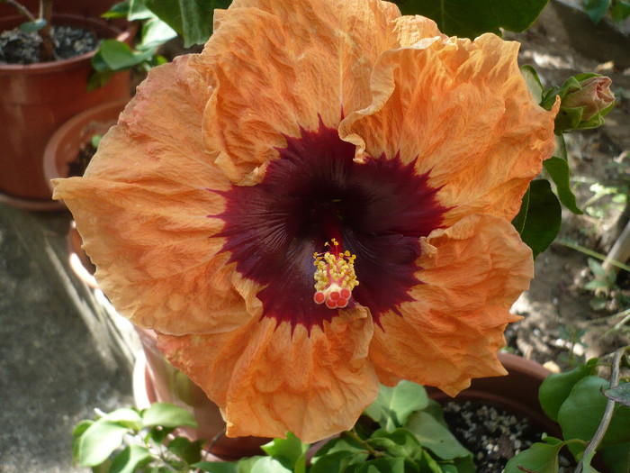 P1170974