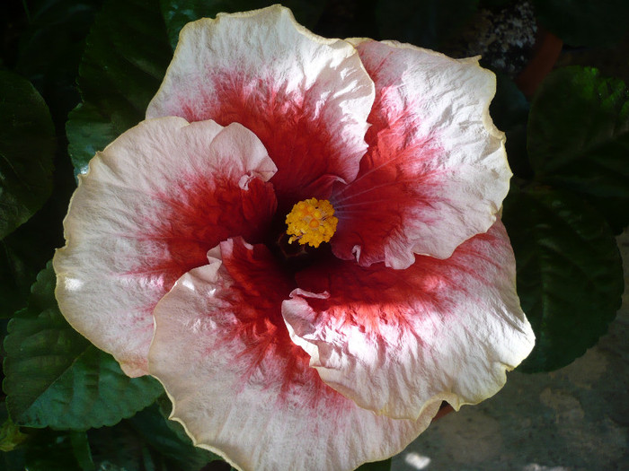 P1170980