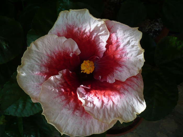 P1170981