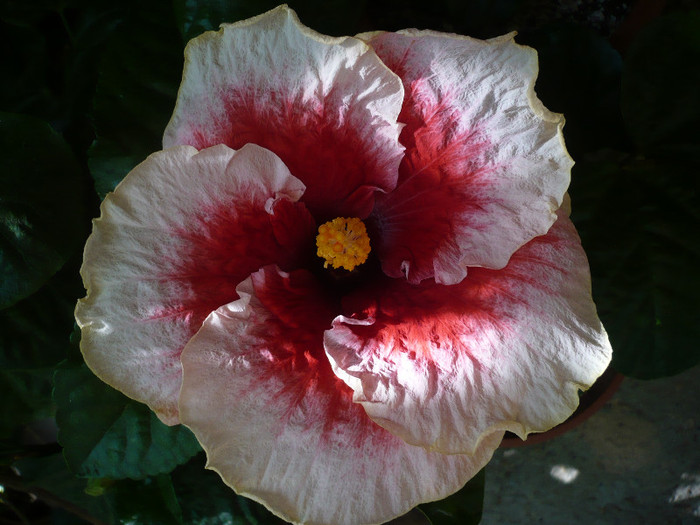 P1170982