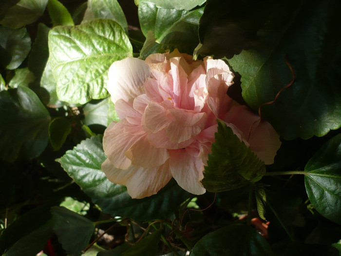 P1170989