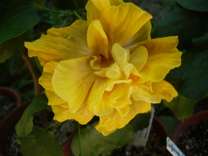 P1170991