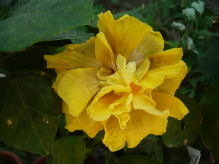 P1170992