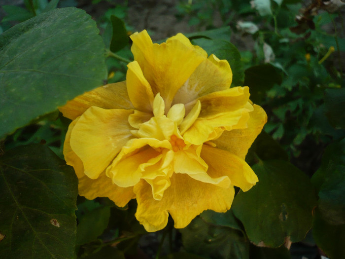 P1170993