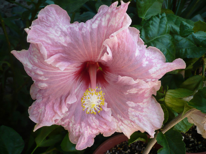 P1170994