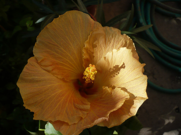 P1170997