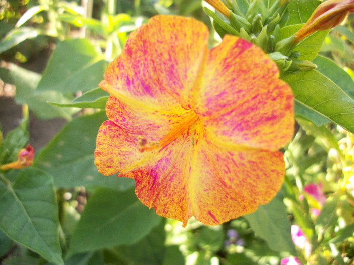 100_3550 - mirabilis 2012