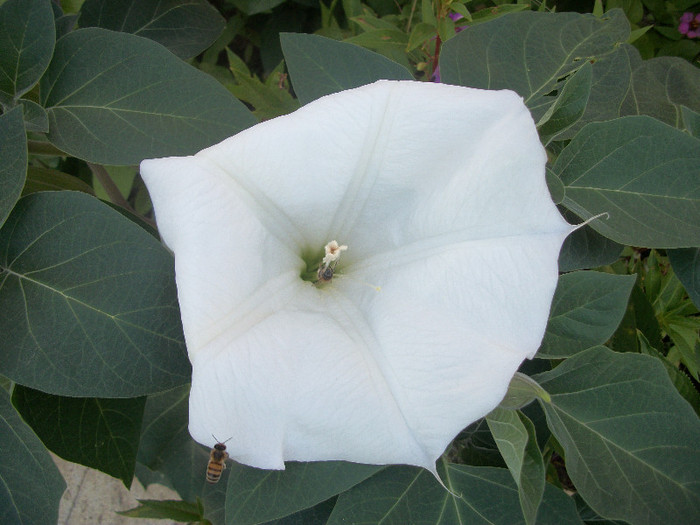 100_3554 - datura 2012