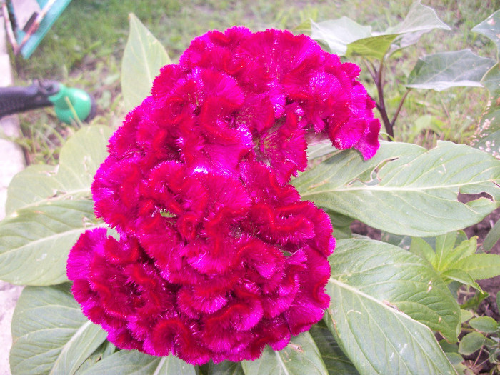 100_3555 - celosia 2012