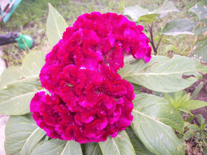 100_3556 - celosia 2012