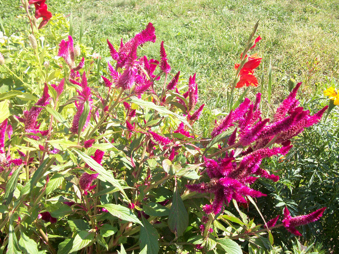 100_3635 - celosia 2012