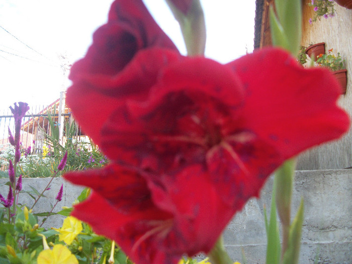 100_3570 - gladiole 2012