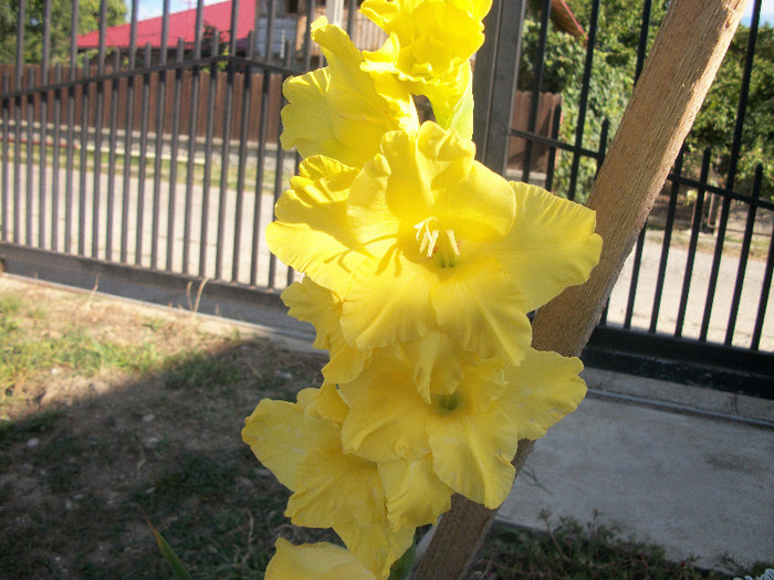 100_3573 - gladiole 2012