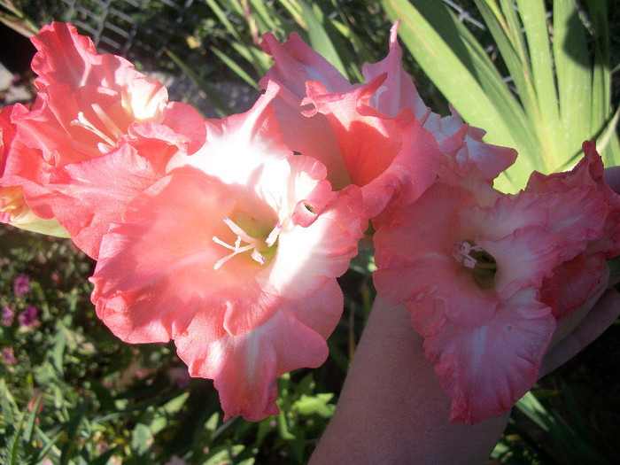 100_3582 - gladiole 2012