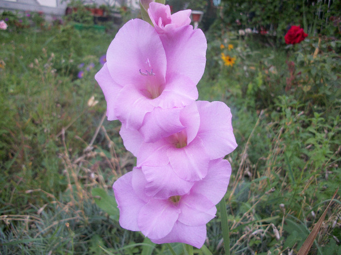 100_3663 - gladiole 2012