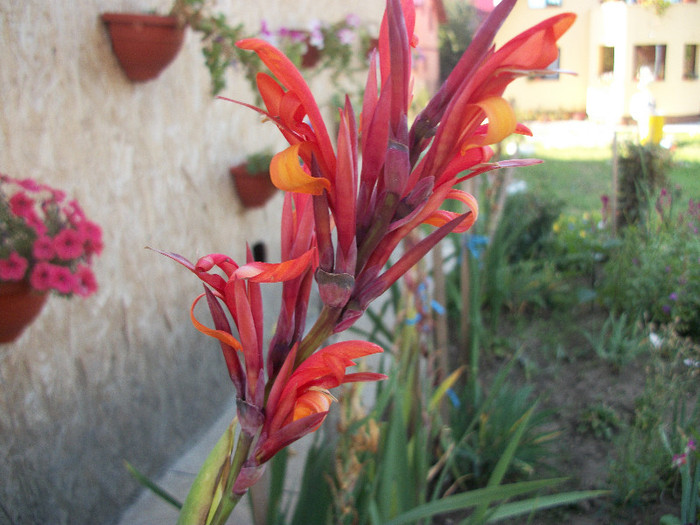 100_3575 - canna 2012