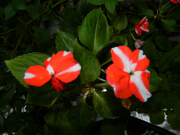 DSCN9082