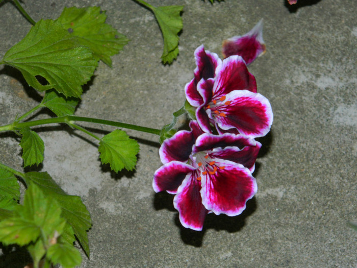 DSCN9087