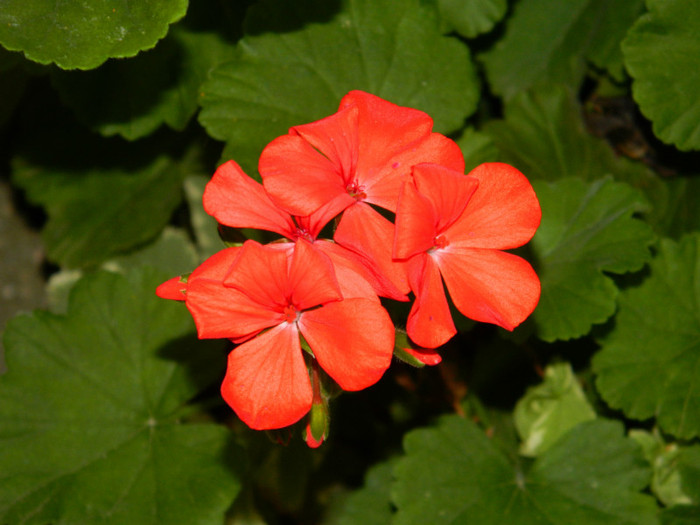 DSCN9088