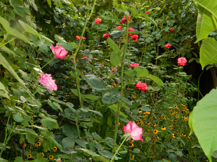 DSCN9090