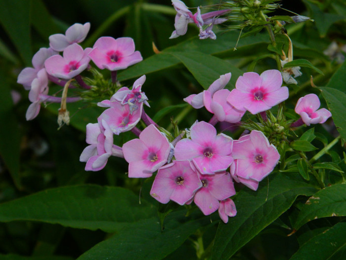 DSCN9093