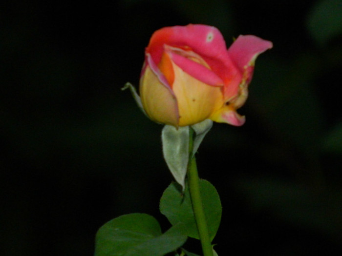 DSCN9094