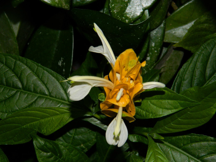 DSCN9104