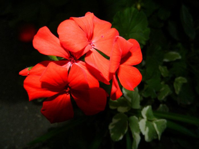 DSCN9133