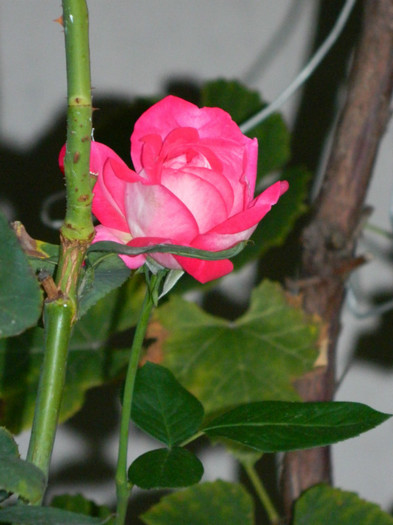 DSCN9137