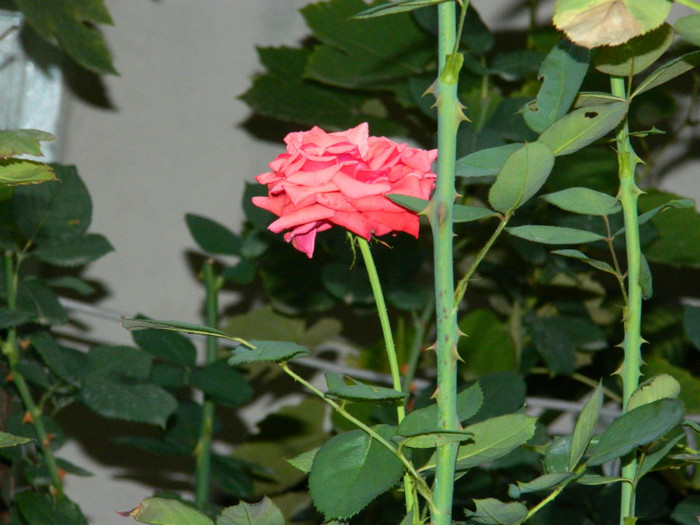 DSCN9144
