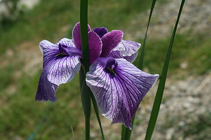 Iris sanguinea - zz nuferi si alte plante pentru iaz