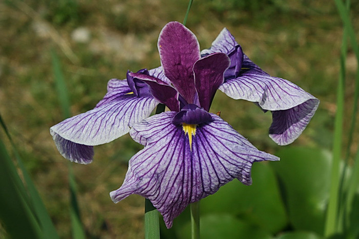 Iris sanguinea - zz nuferi si alte plante pentru iaz