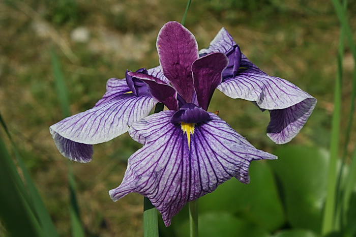 Iris sanguinea