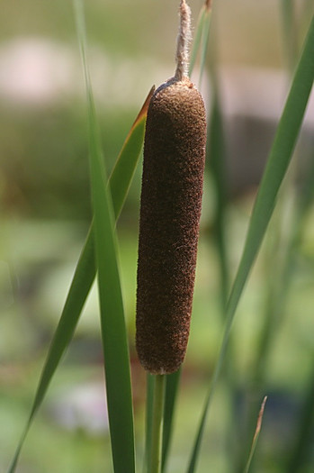 Typha latifolia - papura