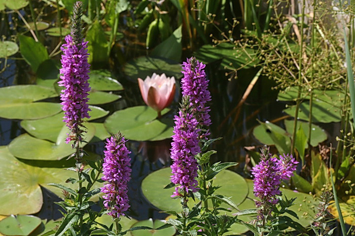 Lythrum salicaria - rachitan - zz nuferi si alte plante pentru iaz