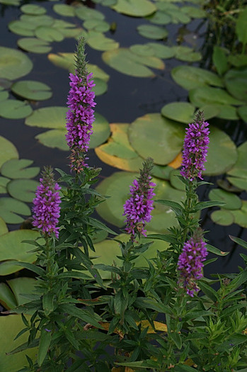 Lythrum salicaria - rachitan