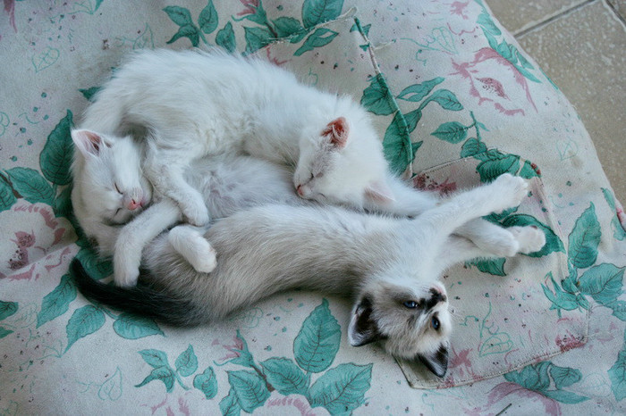 Mitu si surorile lui