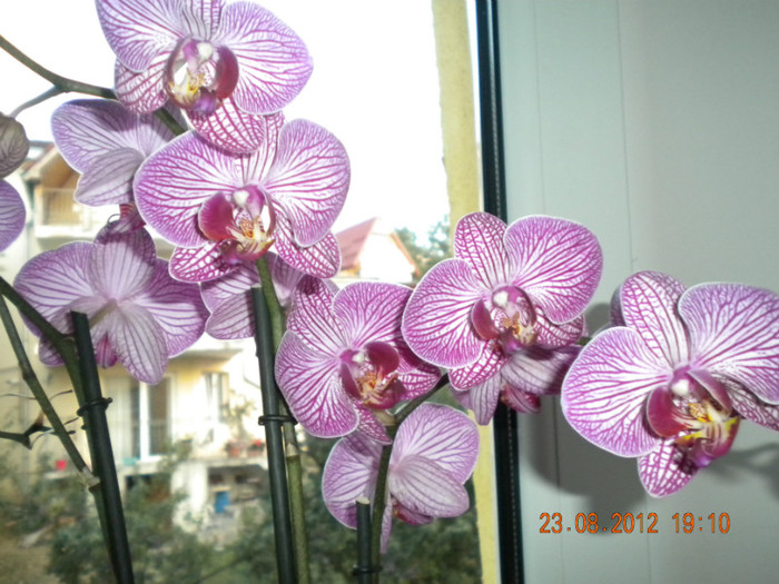  - orhidee 2012