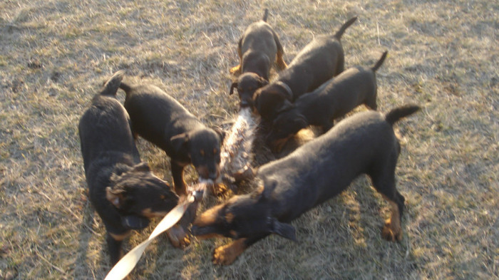 acum haita matura - jagdterrier sagu arad