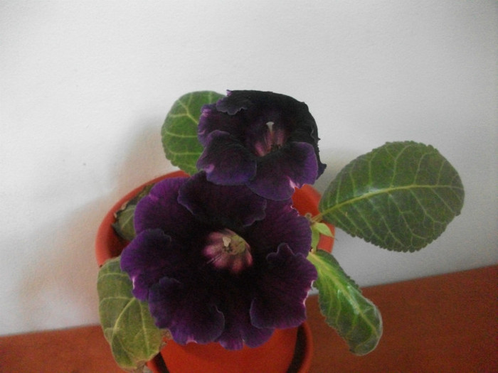 Picture 1526 - Florile mele
