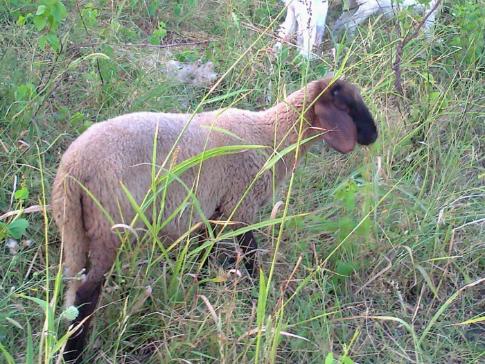 Fotografie2954 - miei sarbesti si bulgaresti 2012