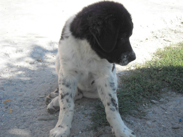ARAN