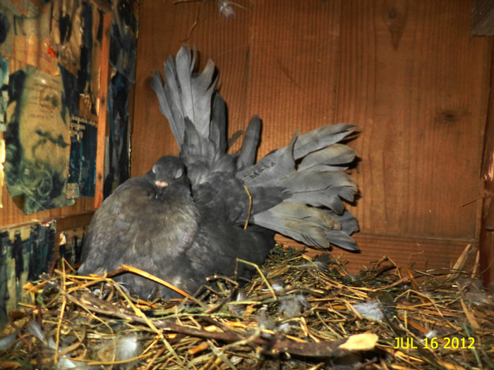 DSC00224 - Puii 2012 D