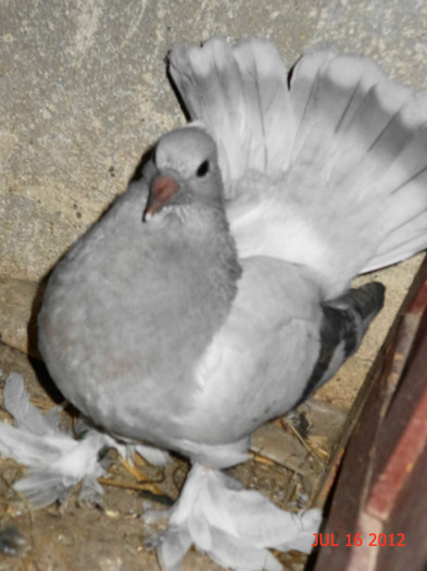 DSC00225 - Puii 2012 D