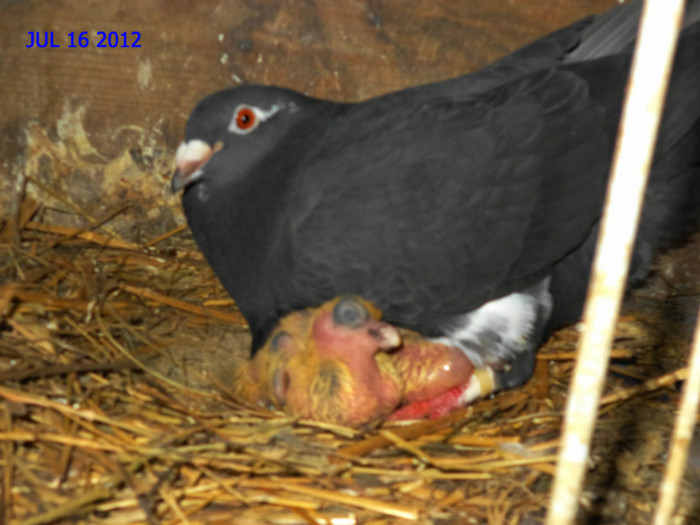 DSC00250 - Puii 2012 D